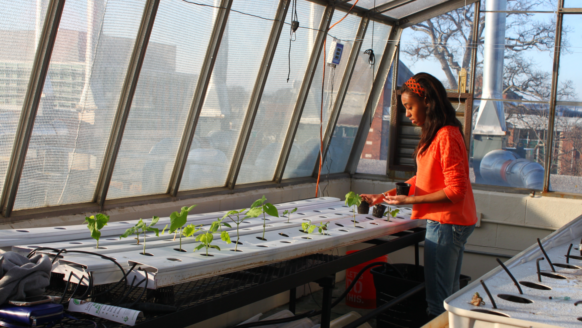 Student tending to plants in a greenhouse